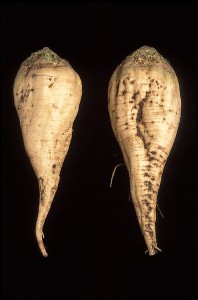 Two sugar beets. From the USDA via wikipedia. (USDA you are awesome)